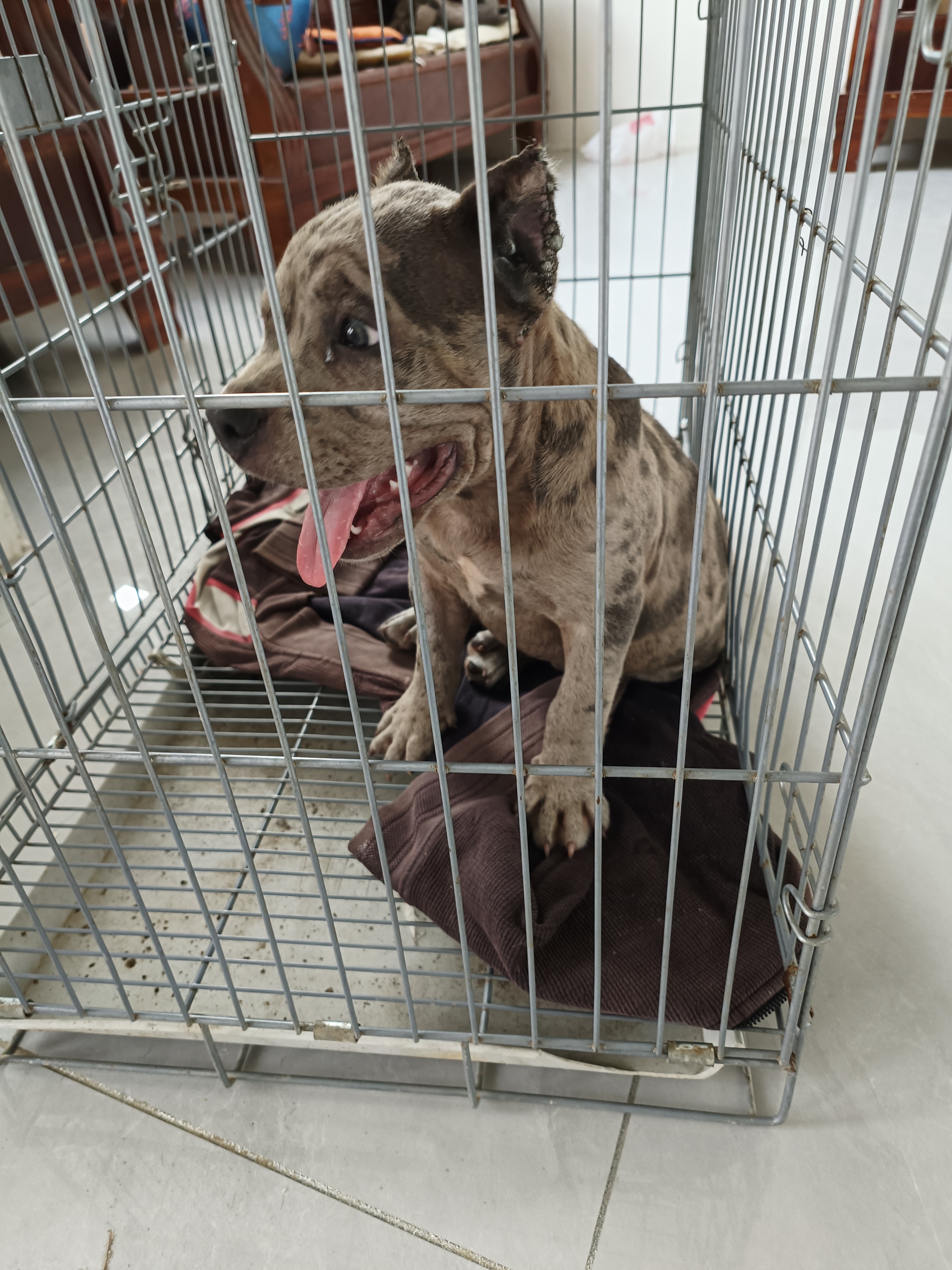 恶霸犬  陨石色  大体